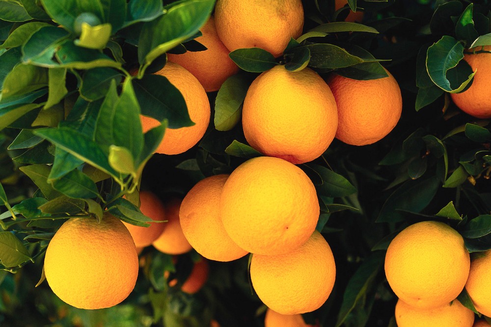 Oranges Growing on Tree